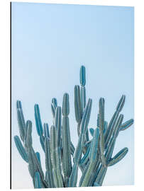 Aluminium print Blue Cacti