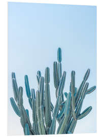 Foam board print Blue Cacti