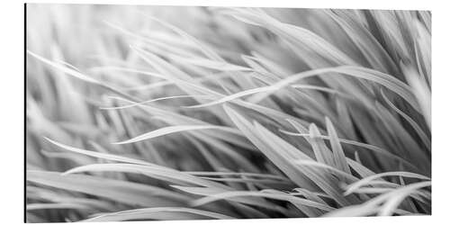 Aluminiumsbilde Grass II