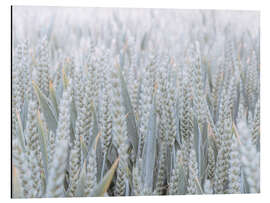 Aluminium print Wheat field I