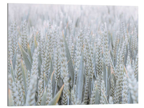 Gallery print Wheat field I