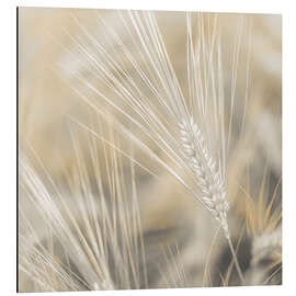 Aluminiumsbilde Wheat II