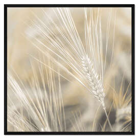 Gerahmter Kunstdruck Weizen II