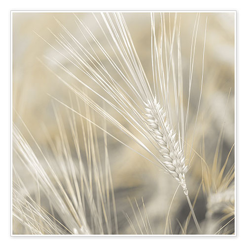 Poster Wheat II