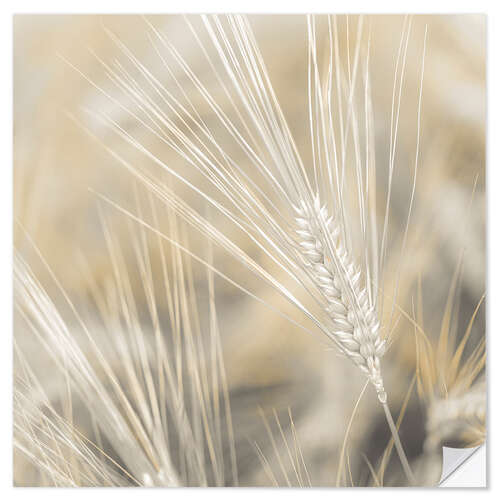 Sisustustarra Wheat II