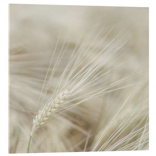 Acrylic print Wheat I
