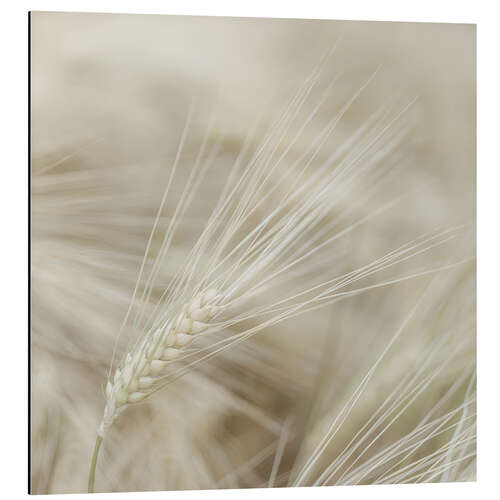 Aluminium print Wheat I