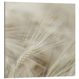 Aluminiumsbilde Wheat I