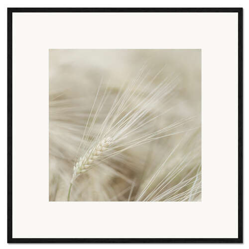 Impression artistique encadrée Wheat I