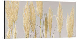 Aluminium print Feather grass