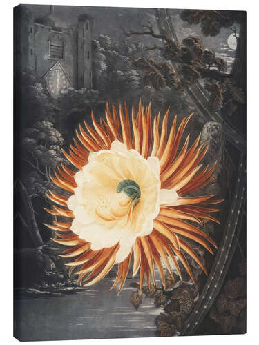 Canvas-taulu The night blooming Cereus