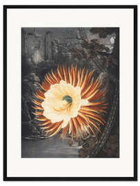 Gerahmter Kunstdruck Die nachtblühende Cereus