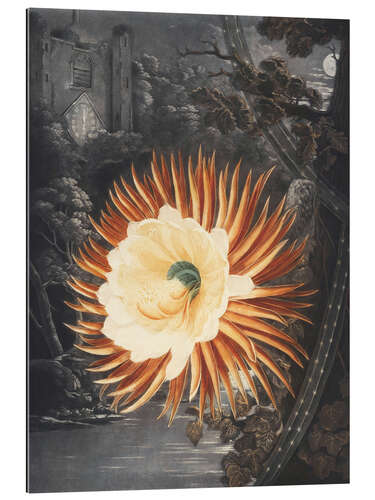 Gallery print The night blooming Cereus