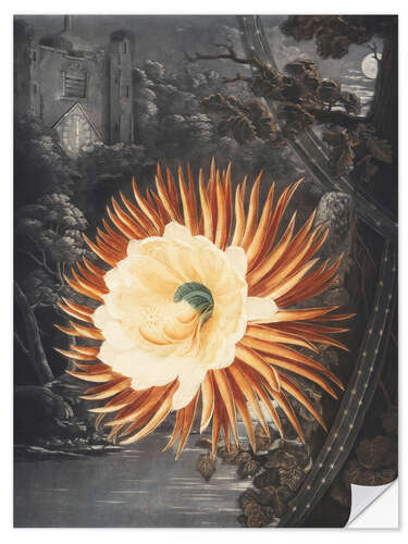 Selvklebende plakat The night blooming Cereus