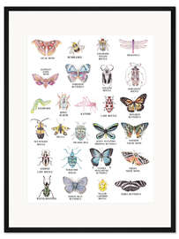 Gerahmter Kunstdruck Insekten ABC (englisch)
