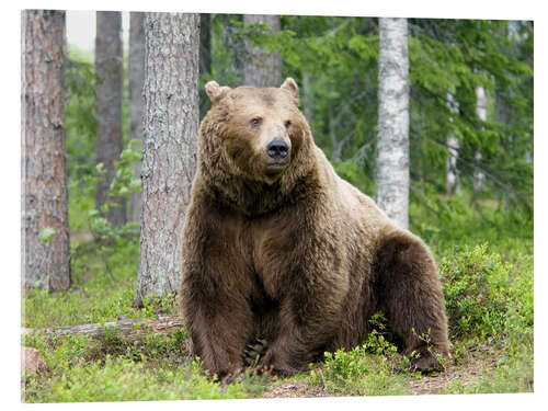 Akryylilasitaulu European brown bear