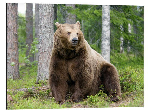 Aluminium print European brown bear