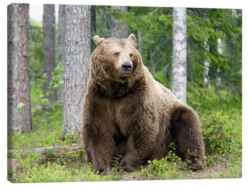 Leinwandbild Europäischer Braunbär