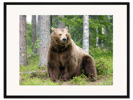Gerahmter Kunstdruck Europäischer Braunbär
