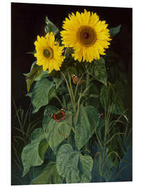 Foam board print Sunflowers