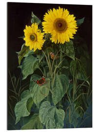 Galleriprint Sunflowers