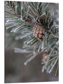 Aluminium print Pine cones in winter