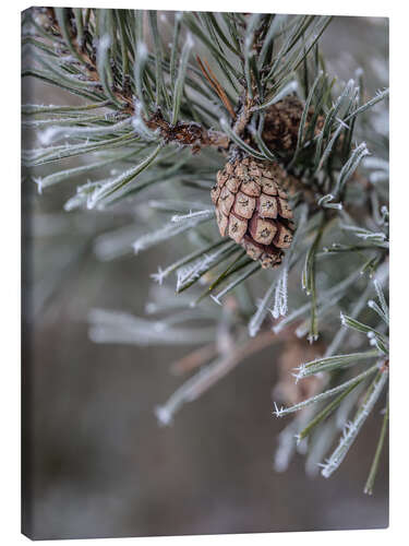 Canvas-taulu Pine cones in winter