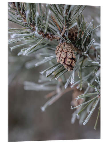 PVC print Pine cones in winter