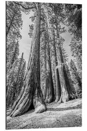 Magnettafel Unter den Sequoia-Bäumen