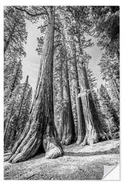 Naklejka na ścianę Under the sequoia trees