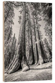 Wood print Under the sequoia trees