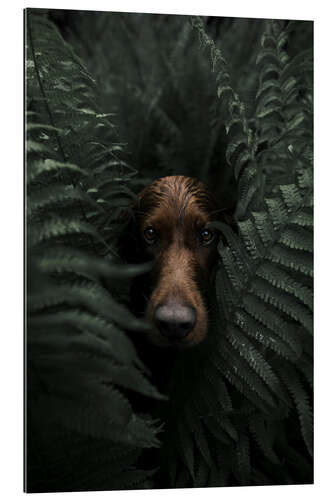 Gallery print Troja in the ferns