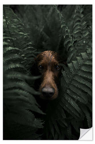 Vinilo para la pared Troja in the ferns