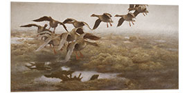 Foam board print Landing wild geese