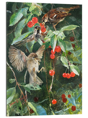 Galleriataulu Sparrows in a cherry tree