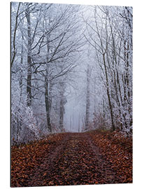 Aluminium print Frozen autumn forest with white trees coverd in ice, Switzerland