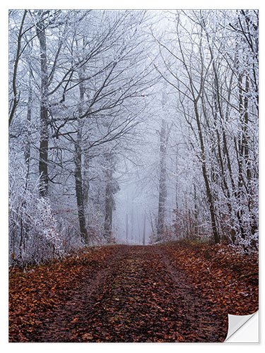 Wall sticker Frozen autumn forest with white trees coverd in ice, Switzerland