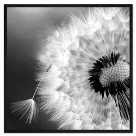 Gerahmter Kunstdruck Pusteblumentraum I