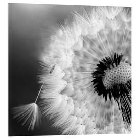 Foam board print Dandelion dream I