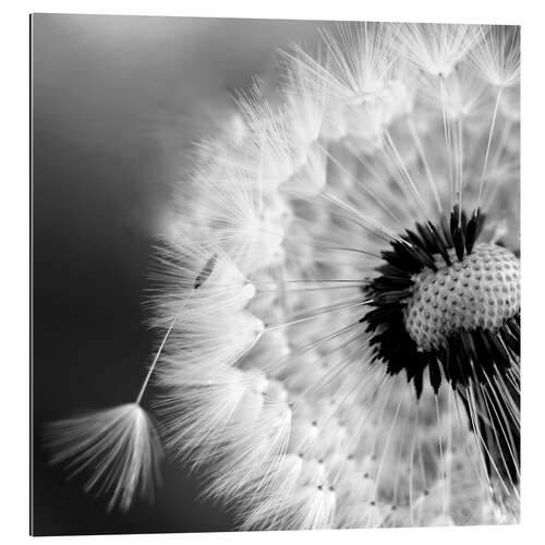 Gallery print Dandelion dream I