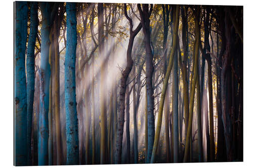 Gallery print Forest in the morning