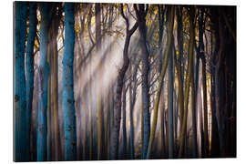 Gallery print Forest in the morning