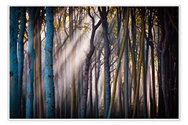 Poster Wald am Morgen