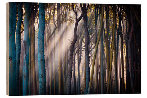 Wood print Forest in the morning