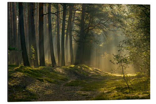Aluminium print In the morning in the forest