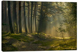 Canvas print In the morning in the forest