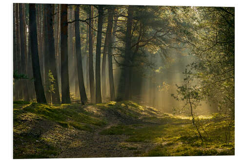 Hartschaumbild Morgens im Wald