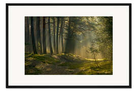 Gerahmter Kunstdruck Morgens im Wald
