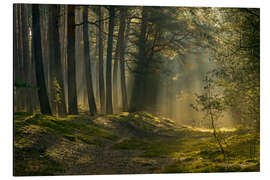 Magnettafel Morgens im Wald