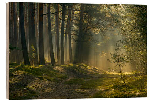 Hout print In the morning in the forest